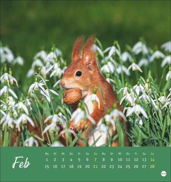 Produktbild: Eichh&ouml;rnchen Postkartenkalender 2027