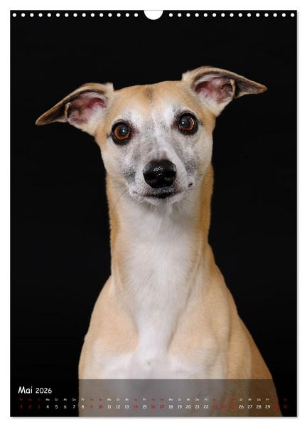 Produktbild: Whippets im Portrait (Wandkalender 2026 DIN A3 hoch), CALVENDO Monatskalender