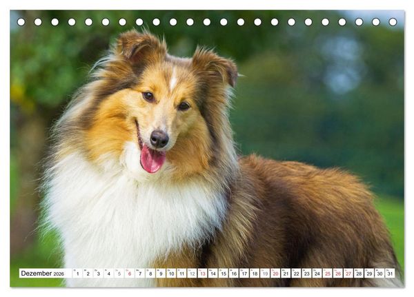 Produktbild: H&uuml;tehund der Shetland Inseln - Shetland Sheepdog (Tischkalender 2026 DIN A5 quer), CALVENDO Monatskalender