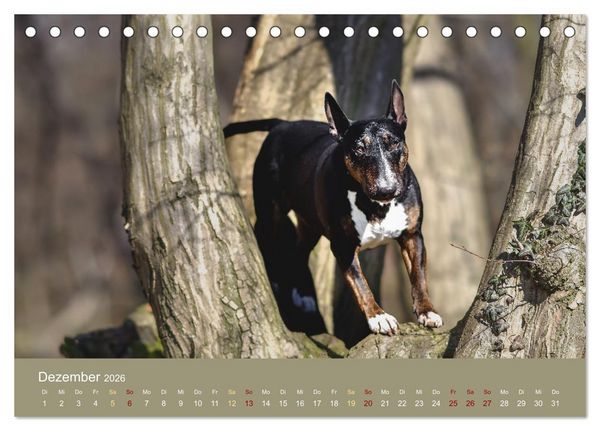Produktbild: Bullterrier, liebenswerte Sturk&ouml;pfe (Tischkalender 2026 DIN A5 quer), CALVENDO Monatskalender