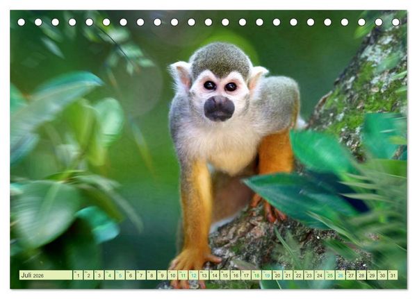 Produktbild: Hallo Dschungel - Artwork (Tischkalender 2026 DIN A5 quer), CALVENDO Monatskalender