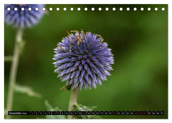 Produktbild: Kleine Blumen ganz gro&szlig; (Tischkalender 2026 DIN A5 quer), CALVENDO Monatskalender