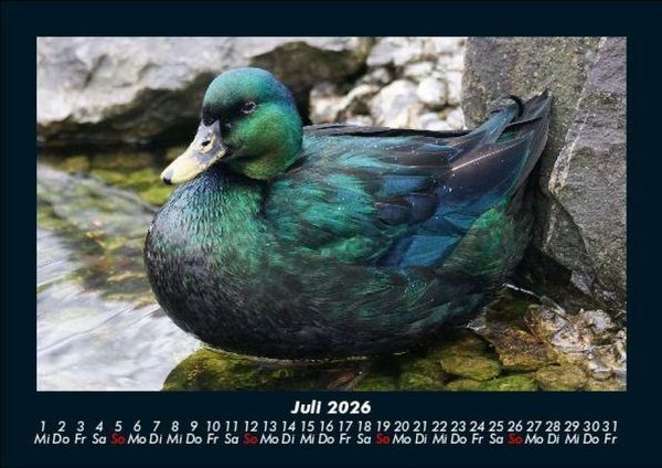 Produktbild: Welt der V&ouml;gel 2026 Fotokalender DIN A5