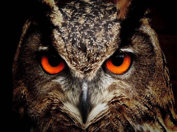 Produktbild: CALVENDO Puzzle Ein Bild aus dem Kalender Eulen - Augen der Nacht | 2000 Teile Lege-Gr&ouml;&szlig;e 90x67cm Foto-Puzzle f&uuml;r gl&uuml;ckliche Stunden