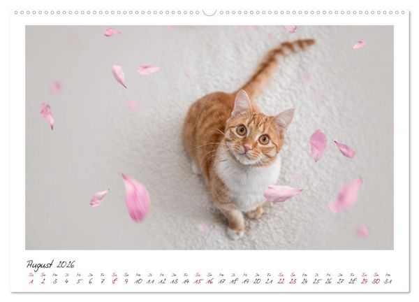 Produktbild: Zauberhafte rote K&auml;tzchen (hochwertiger Premium Wandkalender 2026 DIN A2 quer), Kunstdruck in Hochglanz