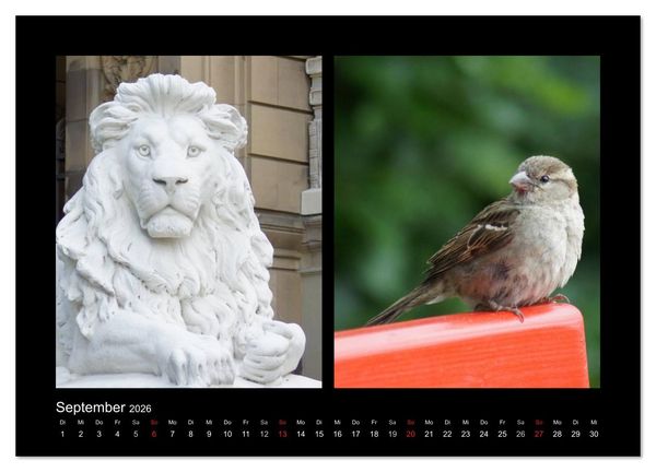 Produktbild: Ulmer Spatzen (Wandkalender 2026 DIN A4 quer), CALVENDO Monatskalender