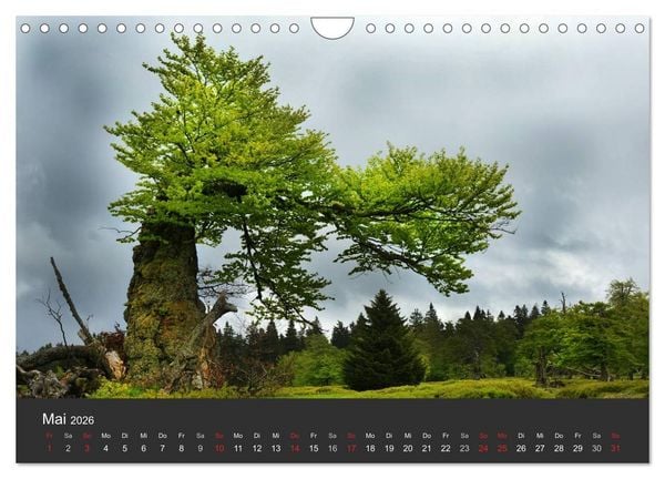 Produktbild: Alte B&auml;ume Alte Veteranen (Wandkalender 2026 DIN A4 quer), CALVENDO Monatskalender