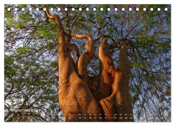 Produktbild: Afrikanische B&auml;ume (Tischkalender 2026 DIN A5 quer), CALVENDO Monatskalender