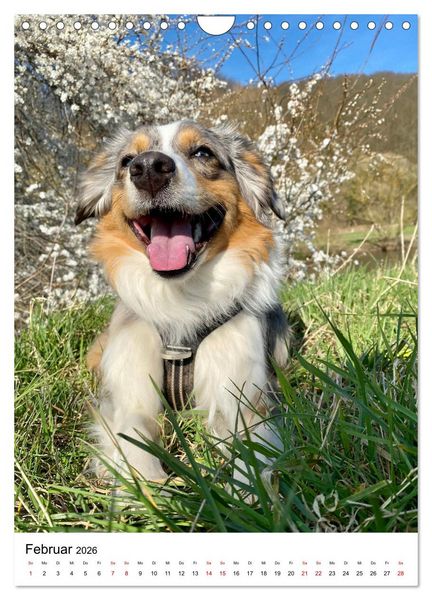 Produktbild: Hermine - Ein Jahr mit einem Mini Australian Shepherd (Wandkalender 2026 DIN A4 hoch), CALVENDO Monatskalender