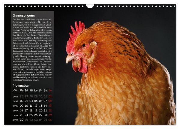 Produktbild: Von der Einzigartigkeit der H&uuml;hner 2026 (Wandkalender 2026 DIN A3 quer), CALVENDO Monatskalender