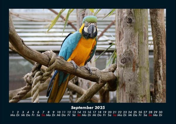 Produktbild: Welt der Tiere 2025 Fotokalender DIN A4