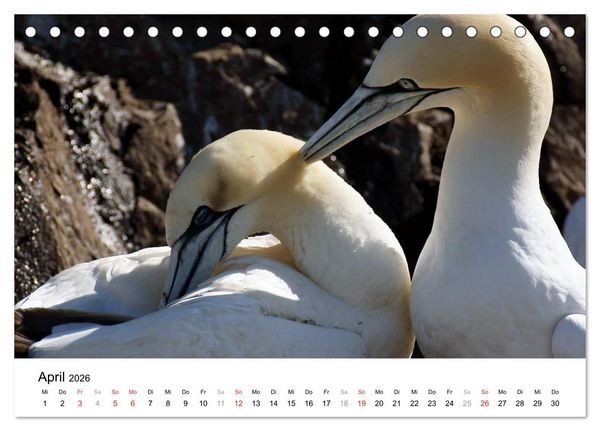 Produktbild: Wildes Schottland 2026 (Tischkalender 2026 DIN A5 quer), CALVENDO Monatskalender