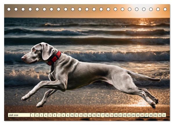 Produktbild: Weimaraner - der ideale Jagdbegleiter (Tischkalender 2026 DIN A5 quer), CALVENDO Monatskalender