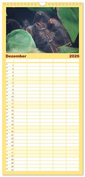 Produktbild: Familienplaner 2026 - Vogelspinnen mit 5 Spalten (Wandkalender, 21 x 45 cm) CALVENDO