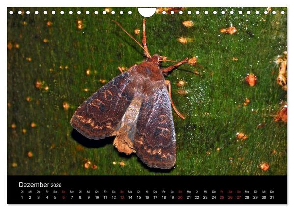 Produktbild: Nachtfalter - Unbekannte Sch&ouml;nheiten (Wandkalender 2026 DIN A4 quer), CALVENDO Monatskalender