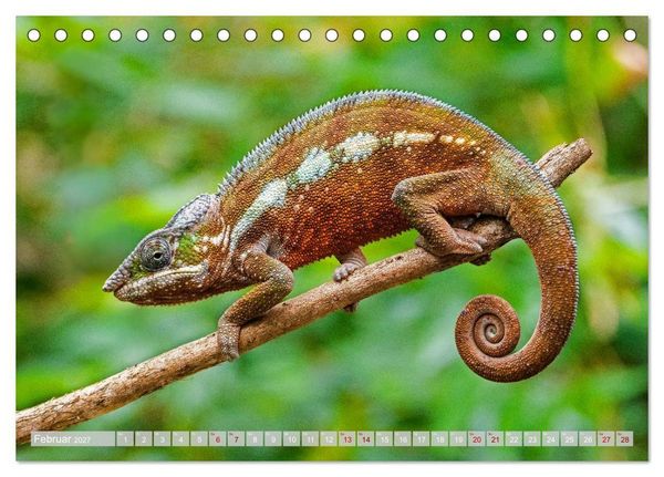 Produktbild: Wildnis Madagaskar (Tischkalender 2027 DIN A5 quer), CALVENDO Monatskalender