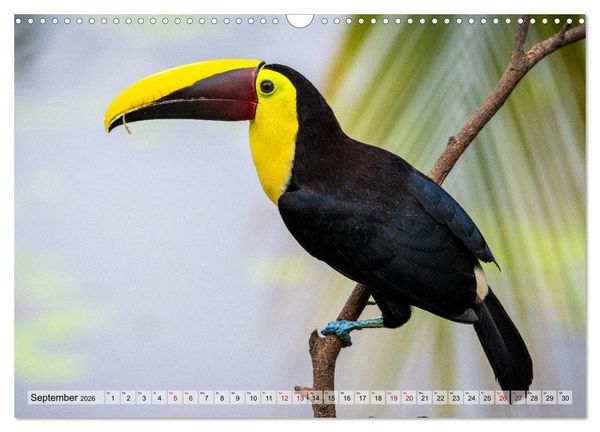 Produktbild: Phantastische Vogelwelt Costa Rica (Wandkalender 2026 DIN A3 quer), CALVENDO Monatskalender