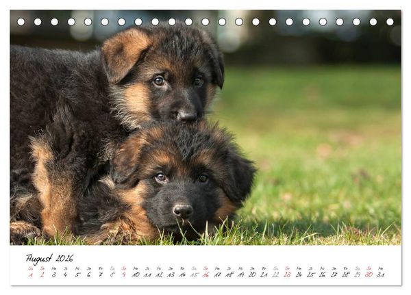 Produktbild: Deutscher Sch&auml;ferhund - Welpen / CH-Version (Tischkalender 2026 DIN A5 quer), CALVENDO Monatskalender