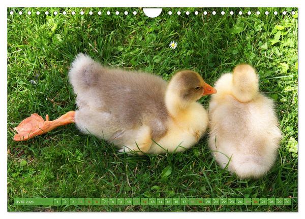 Produktbild: D'adorables nageurs &agrave; plumes (Calendrier mural 2026 DIN A4 vertical), CALVENDO calendrier mensuel