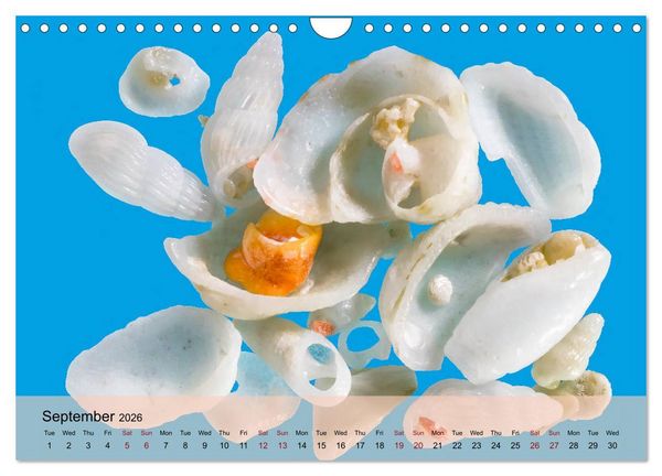 Produktbild: bermuda pink (Wall Calendar 2026 DIN A4 landscape), CALVENDO 12 Month Wall Calendar