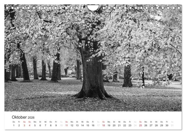 Produktbild: B&auml;ume - Natursch&ouml;nheiten in schwarz-wei&szlig; (Wandkalender 2026 DIN A4 quer), CALVENDO Monatskalender