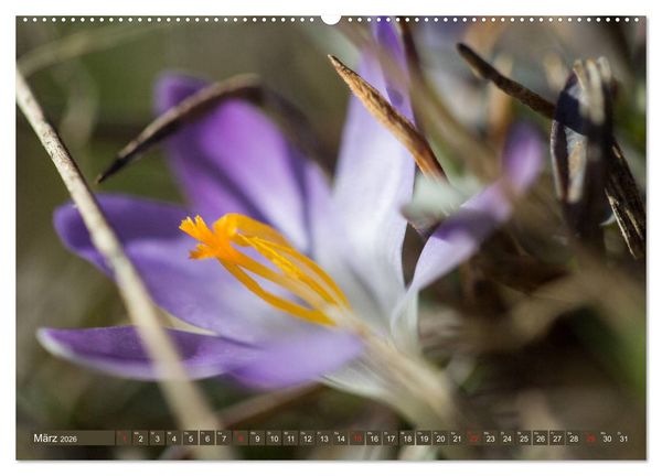 Produktbild: Die Natur hautnah (hochwertiger Premium Wandkalender 2026 DIN A2 quer), Kunstdruck in Hochglanz