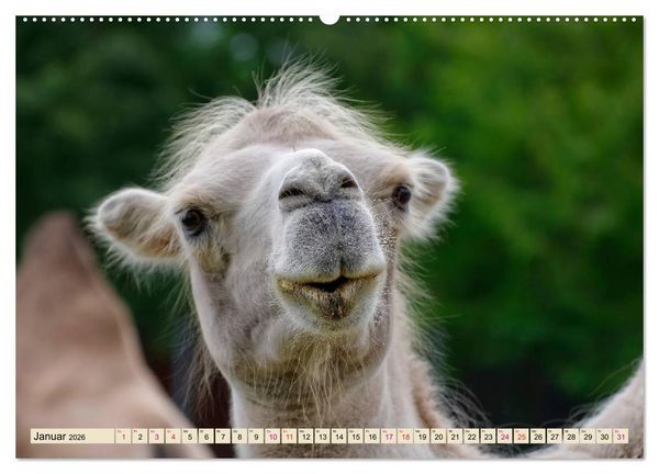 Produktbild: Kamel Gesichter (Wandkalender 2026 DIN A2 quer), CALVENDO Monatskalender