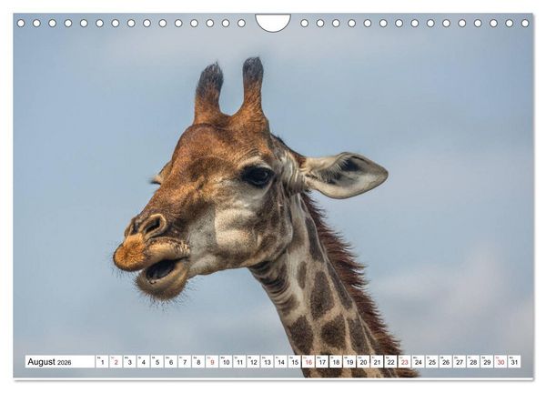 Produktbild: Wunderwelt der Tiere - S&uuml;dafrika (Wandkalender 2026 DIN A4 quer), CALVENDO Monatskalender