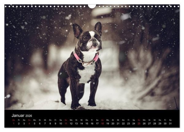 Produktbild: French Bulldog aktiv, verspielt, sportlich (Wandkalender 2026 DIN A3 quer), CALVENDO Monatskalender