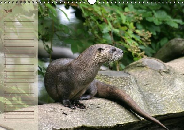 Produktbild: Fischotter Geburtstagskalender (Wandkalender immerw&auml;hrend DIN A3 quer)