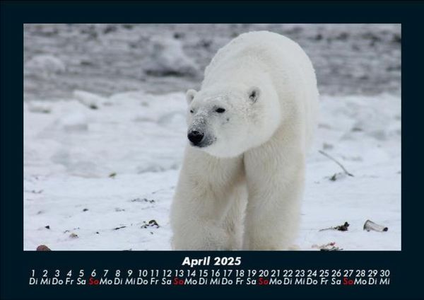Produktbild: Pinguine & Eisb&auml;ren 2025 Fotokalender DIN A5