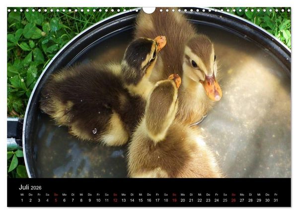 Produktbild: Laufentenk&uuml;ken - Sunny (Wandkalender 2026 DIN A3 quer), CALVENDO Monatskalender