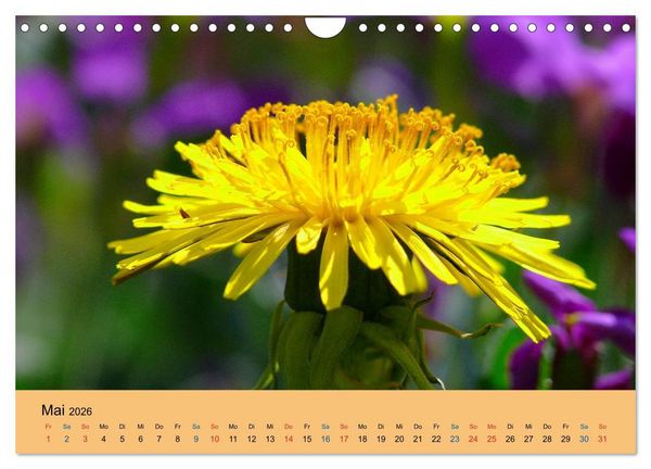 Produktbild: Wildblumen 2026 (Wandkalender 2026 DIN A4 quer), CALVENDO Monatskalender