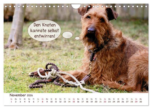 Produktbild: Frei Schnauze 2026. Was Hunde am liebsten sagen w&uuml;rden (Wandkalender 2026 DIN A4 quer), CALVENDO Monatskalender
