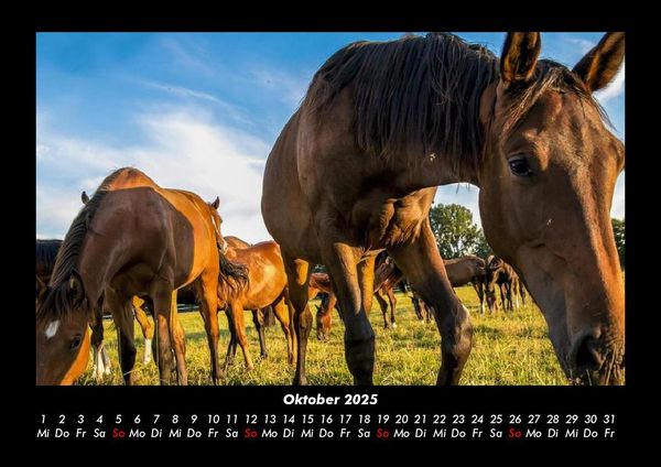 Produktbild: Pferdetraum 2025 Fotokalender DIN A3