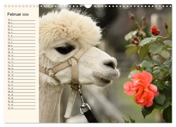 Produktbild: Alpakas im Blumenzauber (Wandkalender 2026 DIN A3 quer), CALVENDO Monatskalender