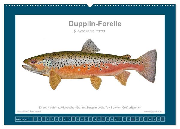Produktbild: Fisch als Kunst 2027: Seeforellen (Wandkalender 2027 DIN A2 quer), CALVENDO Monatskalender