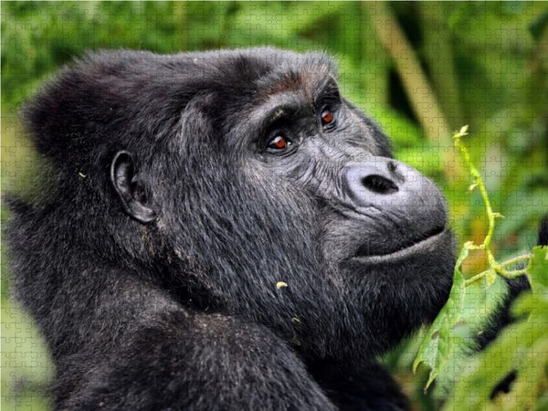 Produktbild: CALVENDO Puzzle Berggorilla in Uganda | 1000 Teile Lege-Gr&ouml;&szlig;e 64x48cm Foto-Puzzle f&uuml;r gl&uuml;ckliche Stunden