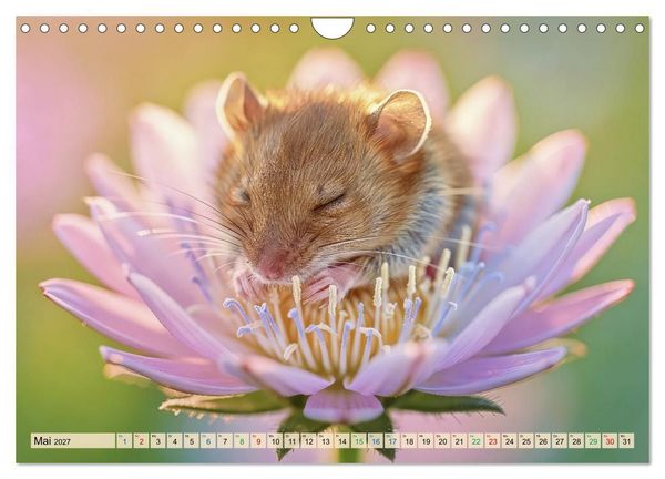 Produktbild: Niedliche Feldm&auml;use in Pastellfarben (Wandkalender 2027 DIN A4 quer), CALVENDO Monatskalender