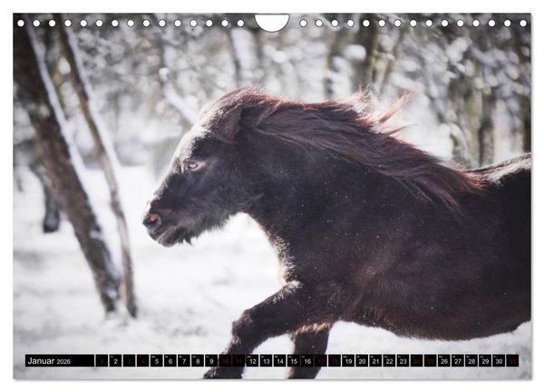 Produktbild: Shetlandpony Kalender (Wandkalender 2026 DIN A4 quer), CALVENDO Monatskalender