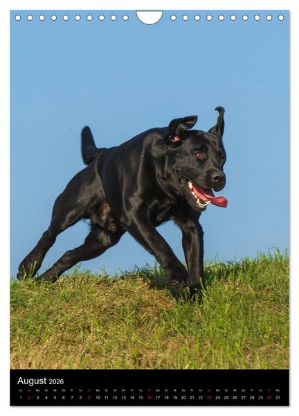 Produktbild: Faszination Labrador Retriever (Wandkalender 2026 DIN A4 hoch), CALVENDO Monatskalender