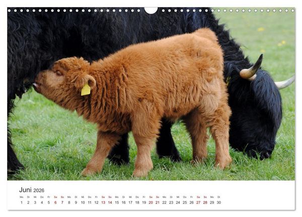 Produktbild: K&auml;lber - Kleine Herzensbrecher auf den Wiesen (Wandkalender 2026 DIN A3 quer), CALVENDO Monatskalender