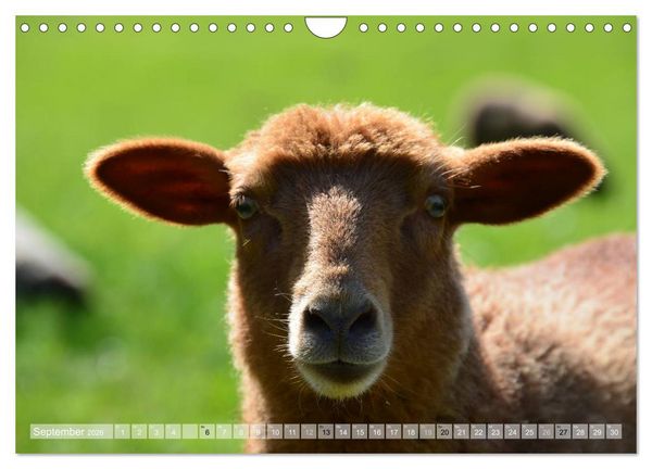 Produktbild: Schafe - soweit das Auge reicht (Wandkalender 2026 DIN A4 quer), CALVENDO Monatskalender