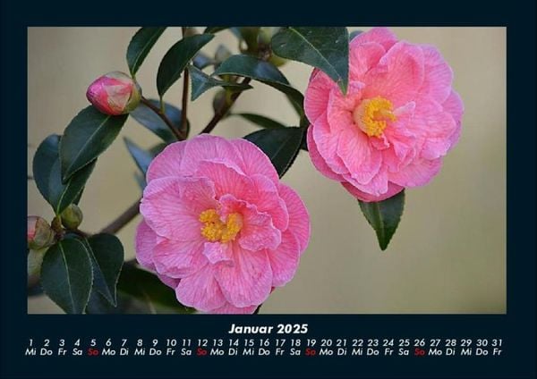 Produktbild: Rosentraum 2025 Fotokalender DIN A4