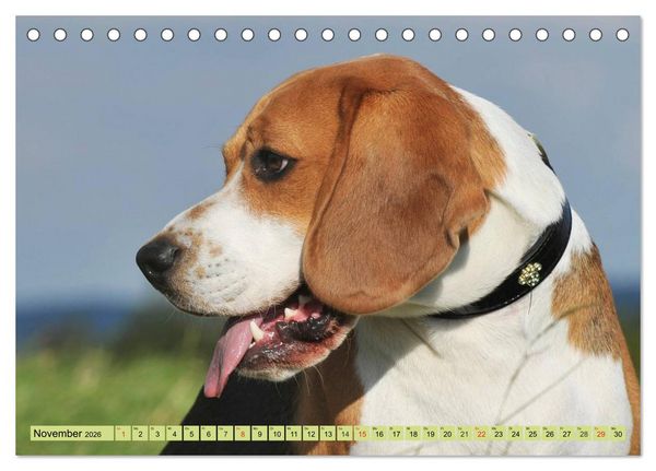 Produktbild: Beagle - Herz auf 4 Pfoten (Tischkalender 2026 DIN A5 quer), CALVENDO Monatskalender