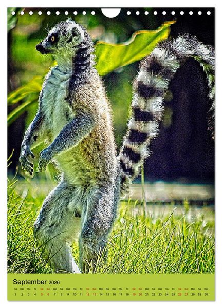 Produktbild: Adorable lemurs (Wall Calendar 2026 DIN A4 portrait), CALVENDO 12 Month Wall Calendar