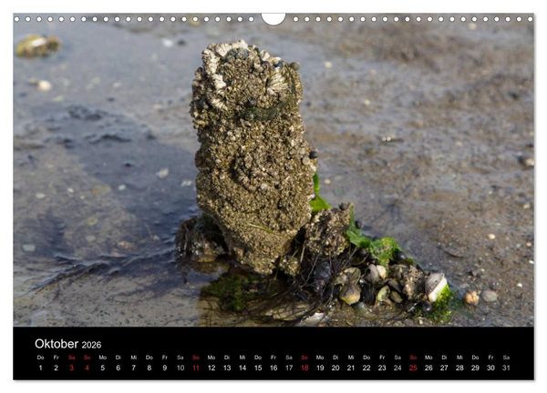 Produktbild: Pellworm 2026 (Wandkalender 2026 DIN A3 quer), CALVENDO Monatskalender
