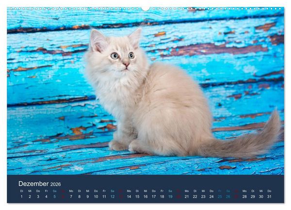 Produktbild: Verspielte Ragdolls - Sanfte Katzen in seidigem Haarkleid (Wandkalender 2026 DIN A2 quer), CALVENDO Monatskalender