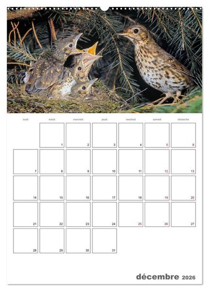 Produktbild: Les passereaux &agrave; l'or&eacute;e de la vie (Calendrier mural 2026 DIN A2 horizontal), CALVENDO calendrier mensuel