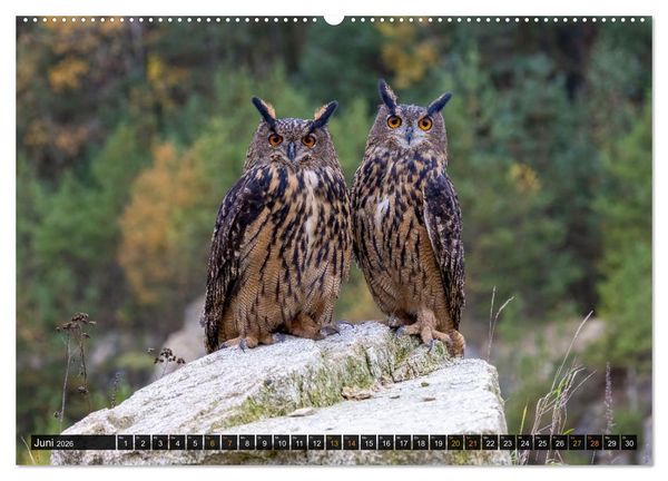 Produktbild: Eulen - Fl&uuml;gel der Nacht (Wandkalender 2026 DIN A2 quer), CALVENDO Monatskalender